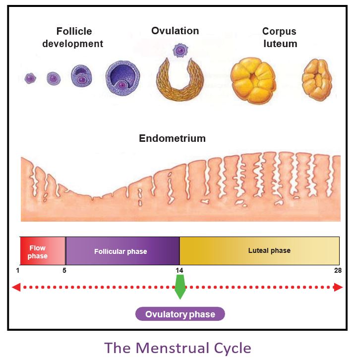 What Is Reproductive System In Anatomy And Physiology